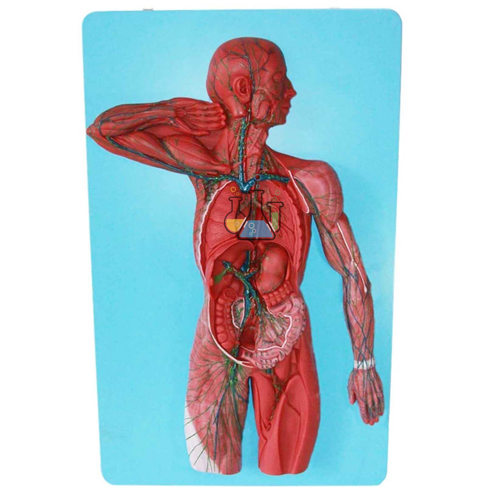 Lymphatic System Model